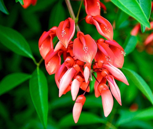Erythrina crista galli - erythrina,