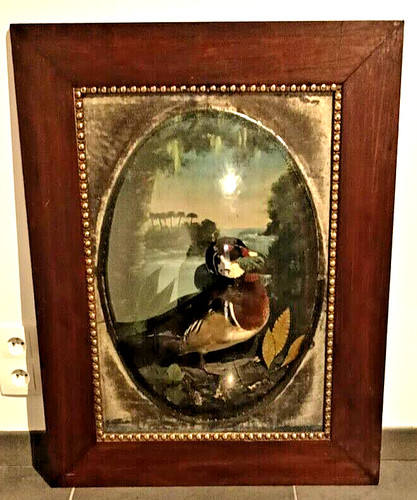 Canard carolin spécimen - canard,