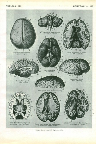 Cabinet curiosité anatomie - de,