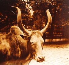 Zoo Tête de Boeuf c1920 Photo Stereo Plaque de verre Vintage VR38L7