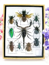 Véritables insectes