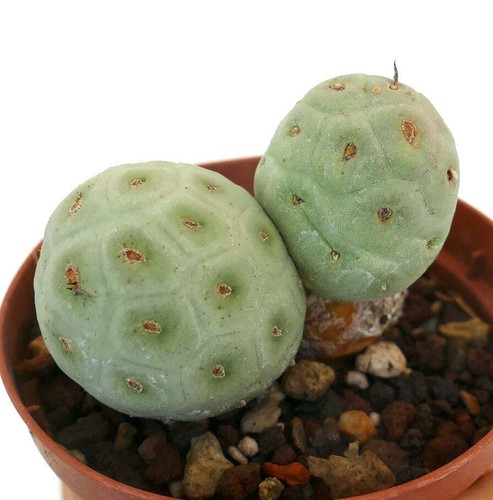 Tephrocactus geometricus - ,