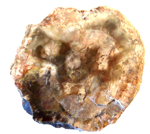 Tranche bois fossilisé 55 - en,