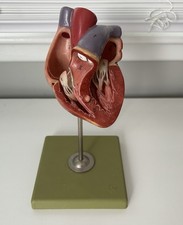 Vintage SOMSO Anatomical