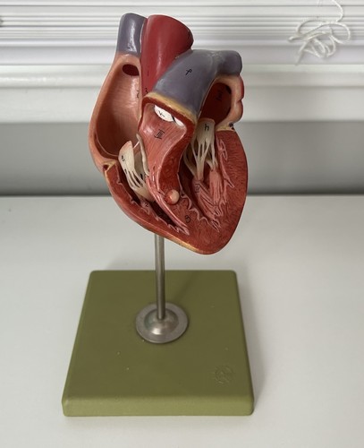 Vintage somso anatomical - vintage,