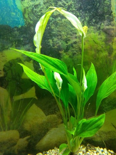 Spathiphyllum wallisii lot 2 - spathiphyllum,