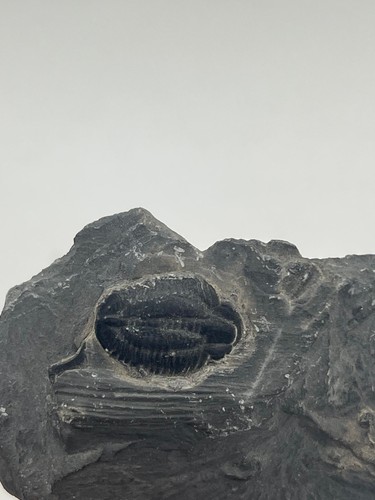 Trilobite sur gangue