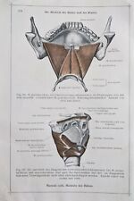 1911 Allemand Anatomie Imprimé Cou & Tête Muscle Hydrophone Trachée