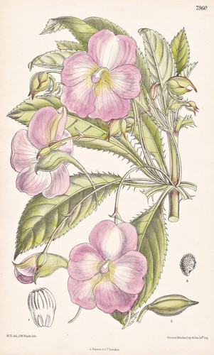 Impatiens oliveri afrique - impatiens,