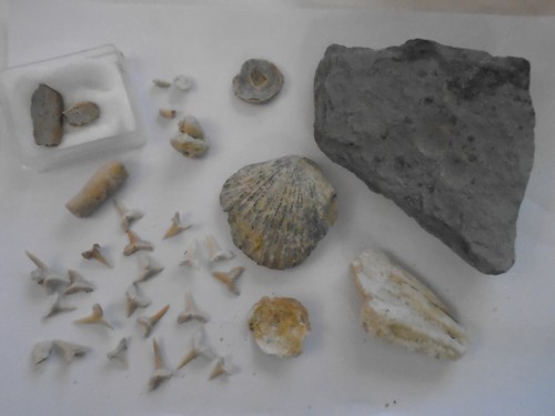 Fossiles dents de requins - fossiles, n°4:dents