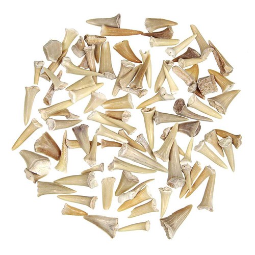 Lot dents requin - de, de