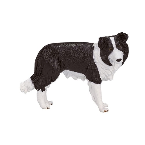 Chien border collie animal - chien,