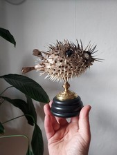 Diodon naturalisé sur socle