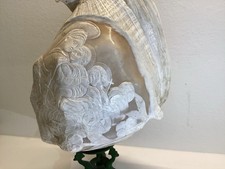 Exceptionnel gros Coquillage