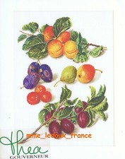 Kit thea gouverneur - 3062, plums