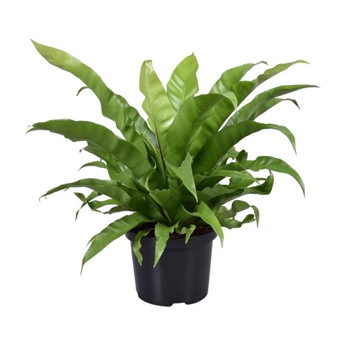 Plante salle bain - salle, de