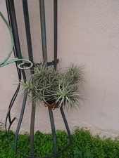 lot épyphites crassulas  aéoniums =15piéces en tout pour patio,jardin ,terrasse 