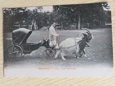 cpa ATTELAGE ANIMAUX " Chèvres à Cou Noir ( suisse )