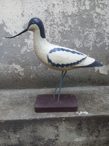 Avocette élégante appelant - avocette,