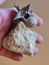 Vertèbre de Diplocynodon