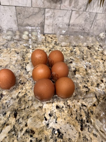 Black copper maran hatching - 6,
