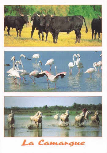 Camargue taureaux de - taureaux,