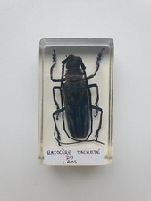 Insecte Inclusion résine -