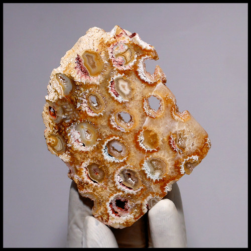 Dalle corail fossile - de,