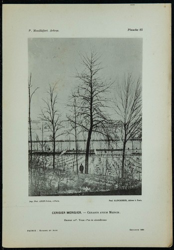 1898 cerisier merisier - -,