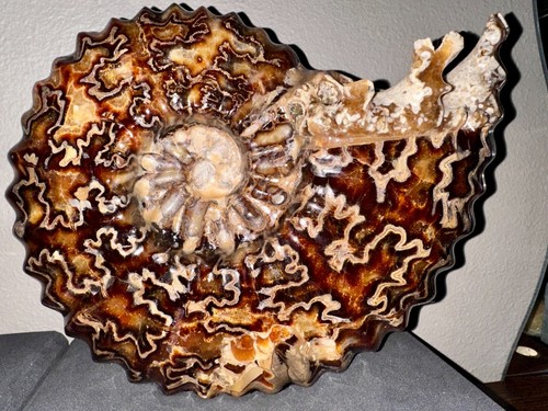 5910 gr ammonite - gr.,