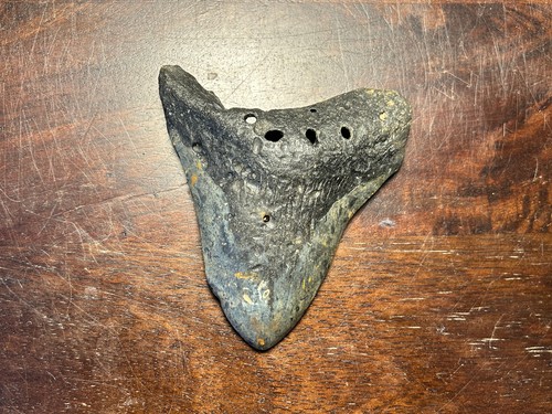 Dent megalodon fossile - , 100%