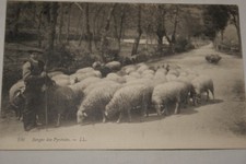BERGER DES PYRENEES  1908