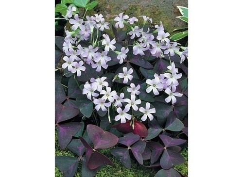 Oxalis triangularis pourpre - ,, 1
