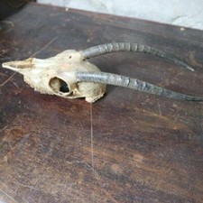 ancien trophee chasse massacre de crane avec DENTITION bois HIPPOTRAGUE ANTILOPE