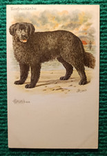 CPA DOGS - NEWFOUNDLANDER - GRUSS AUS - ILLUSTRATEUR BUNGARTZ