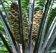Encephalartos laurentianus | Laurent's cycad | Congo cycad - Cycad du Congo | Cy