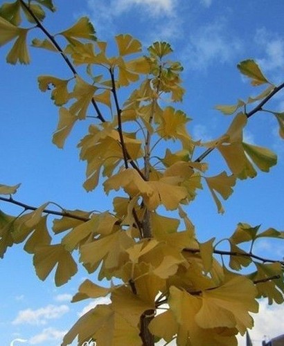 Arbre aux ecus - arbre,