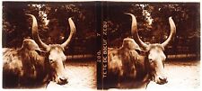 ZOO Tête de boeuf Zébu c1910 Photo Plaque de verre Vintage V24L6n