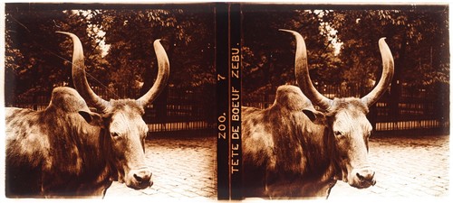 Zoo tête boeuf zébu - zoo, c1910