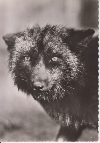 Renard argenté carte - renard,