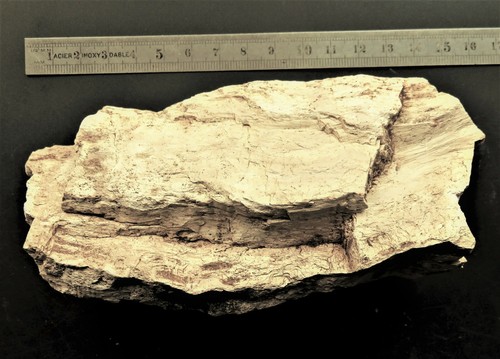 Bois fossile silicifié haute - silicifié,