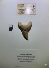 Dent de requin Otodus obliquus