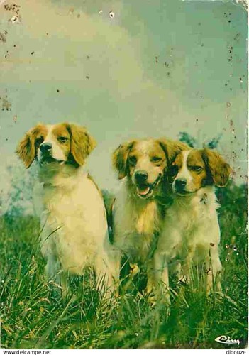 Carte postale animaux - carte,