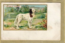 Cpa Pub Chromo Setter de Laverack Chien Chasse Hunting Dog Jagdhund wn078