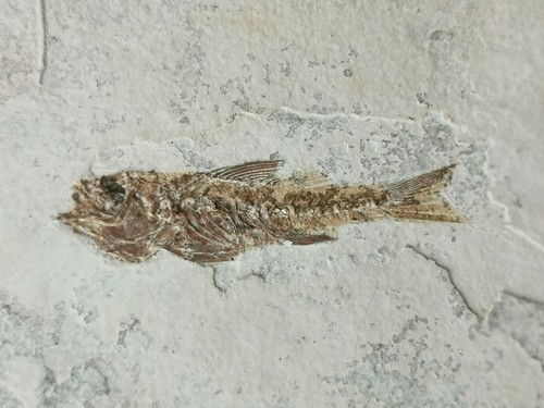Fossile smerdis macrurus - smerdis,