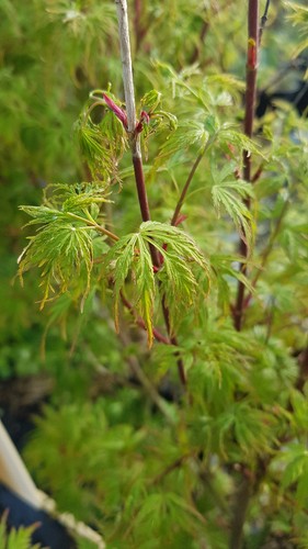Acer palmatum seiryu de - acer, (de