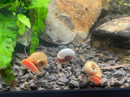 Escargots planorbes - 10,