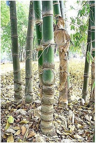 Graines dendrocalamus - graines, de
