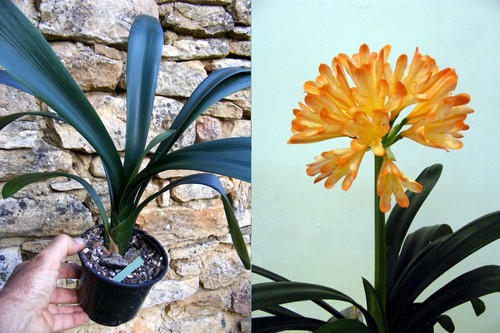 Clivia miniata exotica - clivia, "exotica"