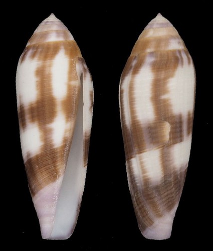 Coquillage collection - coquillage,
